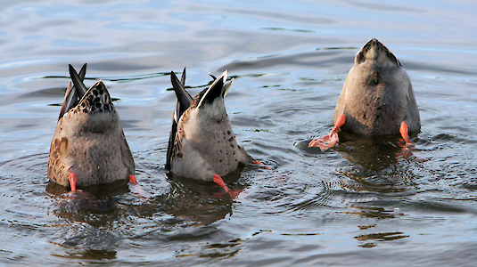 mallard ducks feeding. Copyright by Jeff Jones. Free Images.